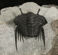 Rare, Stalked-Eyed Cybele Trilobite - Norway #6467-3